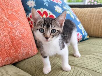 Vincenza -  Domestic Short Hair Cat for Adoption in Sebastian, Florida - Vincenza | PetCurious