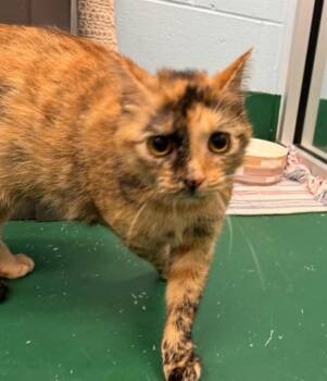 Domestic Medium Hair Cats Available for Adoption in Peoria, Illinois - MAEVE | PetCurious