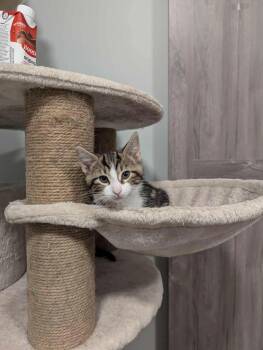 Rescue Domestic Short Hair Cats for Adoption in Abbotsford, British Columbia - May | PetCurious