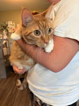 Domestic Short Hair Cats Available for Adoption in Paducah, Kentucky - Milo | PetCurious