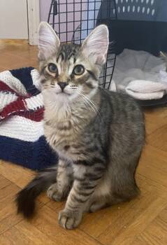 Tabby Cats Available for Adoption in Burnaby, British Columbia - Luca | PetCurious