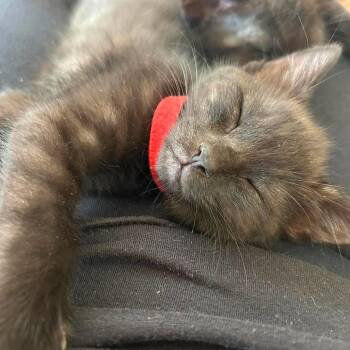 Kai -  Domestic Short Hair Cat for Adoption in West Olive, Michigan - Kai | PetCurious