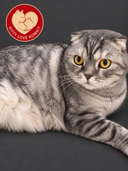 Baloo -  Scottish Fold Cat for Adoption in Snow Hill, Maryland - Baloo | PetCurious
