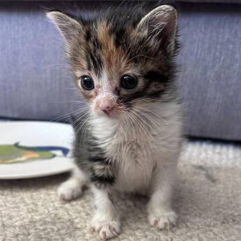 Domestic Medium Hair Cats Available for Adoption in Richmond, California - HAIL MARY | PetCurious