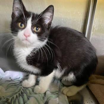 Domestic Short Hair Cats Available for Adoption in Dayton, Ohio - Pear | PetCurious