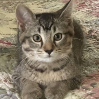 Snap -  Domestic Short Hair Cat for Adoption in Mineral Point, Wisconsin - Snap | PetCurious