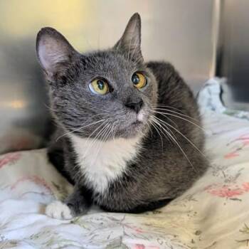 Garden Hose -  Domestic Short Hair Cat for Adoption in Richmond, Virginia - Garden Hose | PetCurious