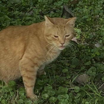 Rescue Tabby and Domestic Short Hair Cats for Adoption - Clark | PetCurious