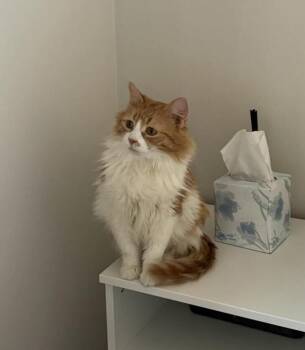 Bobbin -  Domestic Long Hair Cat for Adoption in Chicago, Illinois - Bobbin | PetCurious