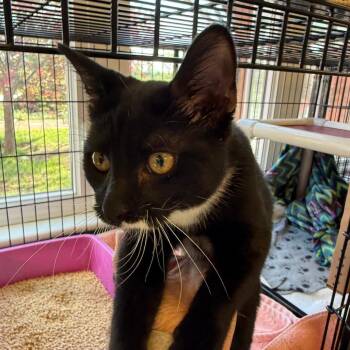 Domestic Short Hair Cats Available for Adoption in Morristown, Vermont - Mira | PetCurious