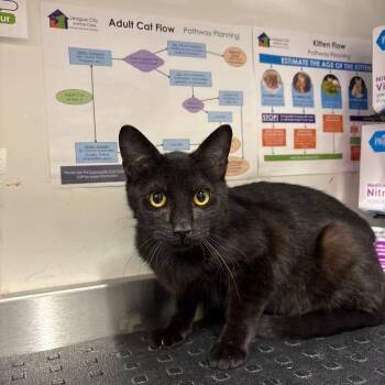 Domestic Short Hair Cats Available for Adoption - Lizzo | PetCurious