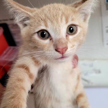 Tango -  Domestic Short Hair Cat for Adoption in Belfair, Washington - Tango | PetCurious