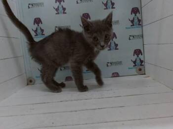 SAMMY -  Domestic Medium Hair Cat for Adoption in Orlando, Florida - SAMMY | PetCurious