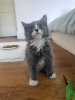 Hyde -  Domestic Medium Hair Cat Available for Adoption in Springfield, Massachusetts - Hyde | PetCurious