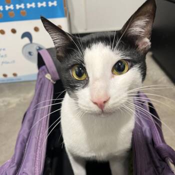 Jack Jack -  Domestic Short Hair Cat for Adoption in Tampa, Florida - Jack Jack | PetCurious
