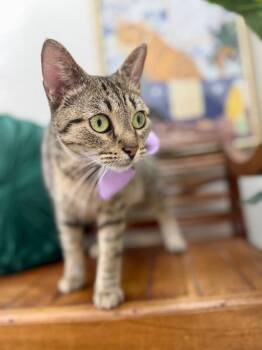 Blythe de la Tabby -  Tabby and Domestic Short Hair Cat for Adoption in Friendswood, Texas - Blythe De La Tabby | PetCurious