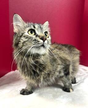 Spaghetti -  Domestic Medium Hair Cat for Adoption in Hawk Point, Missouri - Spaghetti | PetCurious