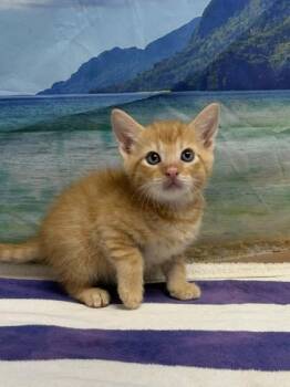 Rex -  Domestic Short Hair Cat for Adoption in San Antonio, Texas - Rex | PetCurious