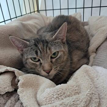 Tulip -  Domestic Short Hair Cat for Adoption in Concord, New Hampshire - Tulip | PetCurious