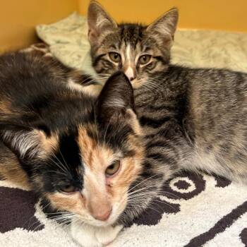 Beth -  Domestic Short Hair Cat for Adoption in East Hanover, New Jersey - Beth | PetCurious