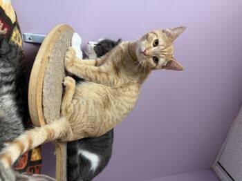 Rescue Domestic Short Hair Cats for Adoption in Freeport, New York - Hercules | PetCurious