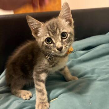 Tire (Toyo) -  Domestic Short Hair Cat for Adoption in Beulaville, North Carolina - Tire (Toyo) | PetCurious