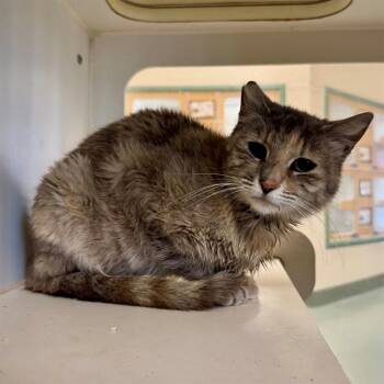 MAYBALINE -  Domestic Short Hair Cat for Adoption in Riverside, California - MAYBALINE | PetCurious