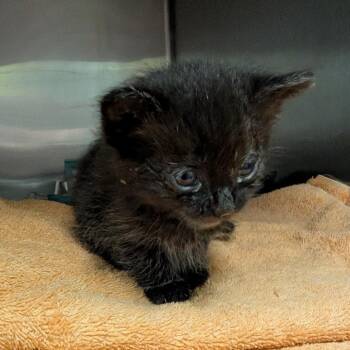 Mouse -  Domestic Short Hair Cat for Adoption in Columbia, Missouri - Mouse | PetCurious