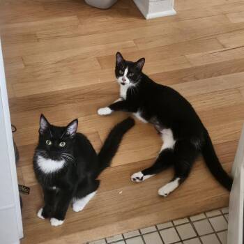 Rescue Domestic Short Hair Cats for Adoption in Evanston, Illinois - Samurai | PetCurious