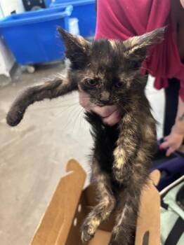 PADMAE -  Domestic Short Hair Cat for Adoption in Dallas, Texas - PADMAE | PetCurious