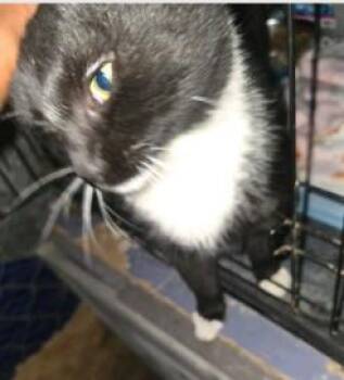 TUXIE -  Domestic Short Hair Cat for Adoption in Westminster, Maryland - TUXIE | PetCurious