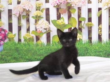 OLIVIA -  Domestic Short Hair Cat Available for Adoption in Oroville, California - OLIVIA | PetCurious