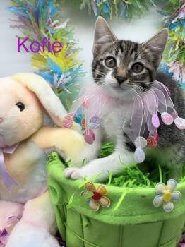 Domestic Short Hair Cats Available for Adoption - Kofie | PetCurious