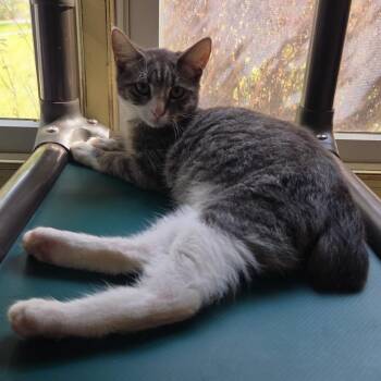 Ziggy -  Domestic Short Hair Cat for Adoption in Jessup, Maryland - Ziggy | PetCurious