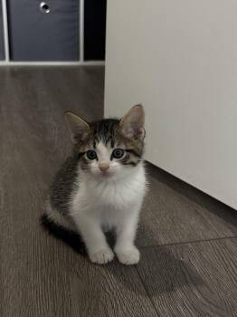 Cheerio -  Domestic Medium Hair Cat for Adoption in Lancaster, California - Cheerio | PetCurious