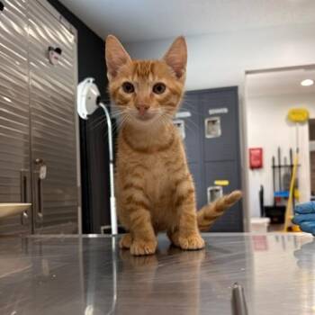 Marmalade -  Domestic Short Hair Cat for Adoption in Livingston, Texas - Marmalade | PetCurious