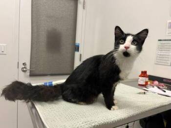 Michael Scott -  Domestic Long Hair Cat for Adoption in Kansas City, Missouri - Michael Scott | PetCurious