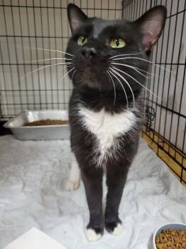 Joe -  Domestic Short Hair Cat Available for Adoption in Rome, Georgia - Joe | PetCurious