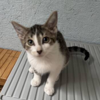 Bella -  Domestic Short Hair Cat for Adoption in Richland, Michigan - Bella | PetCurious