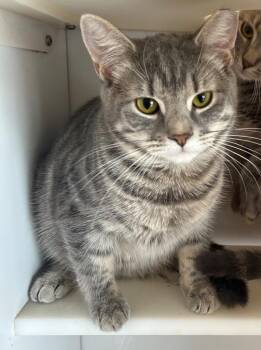 Ricardo (aka Pickle 6) -  Domestic Short Hair Cat Available for Adoption in Cumming, Georgia - Ricardo (aka Pickle 6) | PetCurious