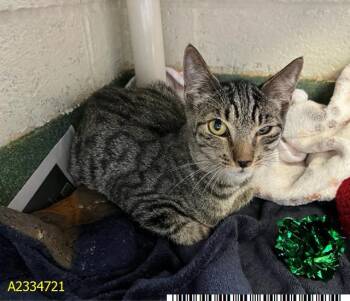 SANDY -  Domestic Short Hair Cat for Adoption in West Palm Beach, Florida - SANDY | PetCurious