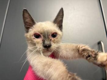 GUINNESS -  Siamese Cat for Adoption in Ontario, California - GUINNESS | PetCurious