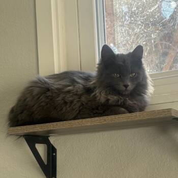 Domestic Long Hair and Domestic Medium Hair Cats Available for Adoption - Tostada | PetCurious