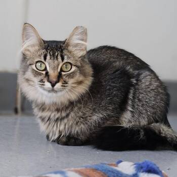 Yoda -  Domestic Medium Hair Cat for Adoption in Lakewood, Colorado - Yoda | PetCurious