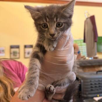 Pompeii -  Domestic Short Hair Cat for Adoption in Lynchburg, Virginia - Pompeii | PetCurious