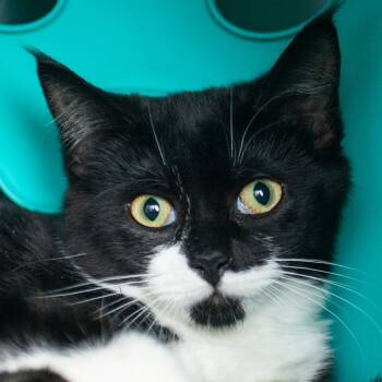 Equilateral -  Domestic Short Hair Cat for Adoption in Middletown, Rhode Island - Equilateral | PetCurious