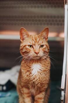 Domestic Short Hair Cats Available for Adoption in North Charleston, South Carolina - 91941a Persimmon-Petco West Ashley | PetCurious