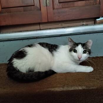 Rescue Domestic Short Hair Cats for Adoption in Bloomington, Minnesota - Charlie | PetCurious