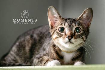 Tofu -  Domestic Short Hair Cat for Adoption - Tofu | PetCurious