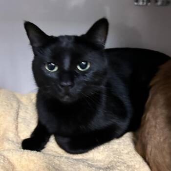 Panther -  Domestic Short Hair Cat for Adoption in Redwood City, California - Panther | PetCurious